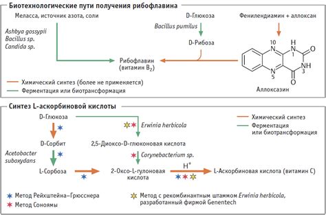 Как происходит синтез витаминов?