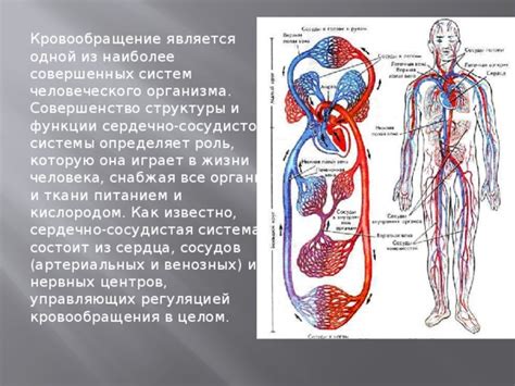 Как происходит сосудистая реакция и ее роль в организме