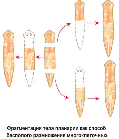 Как происходит фрагментация страницы?