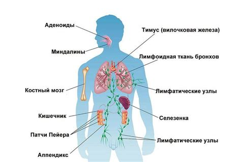 Как работает иммунная система