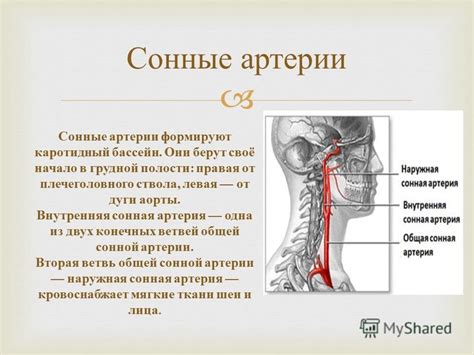 Как работает каротидный бассейн?