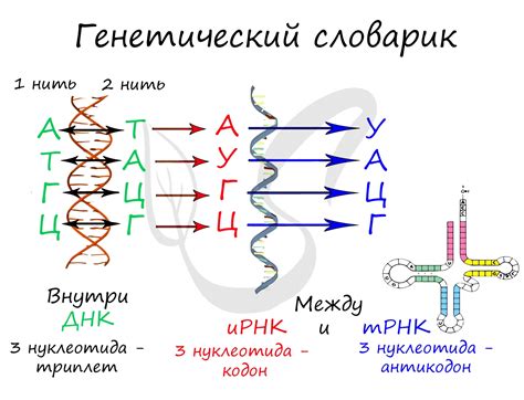 Как работает комплементарность?