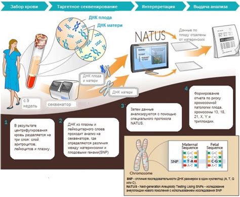 Как работает неинвазивный ДНК-тест?