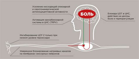 Как работает парацетамол на организме человека?