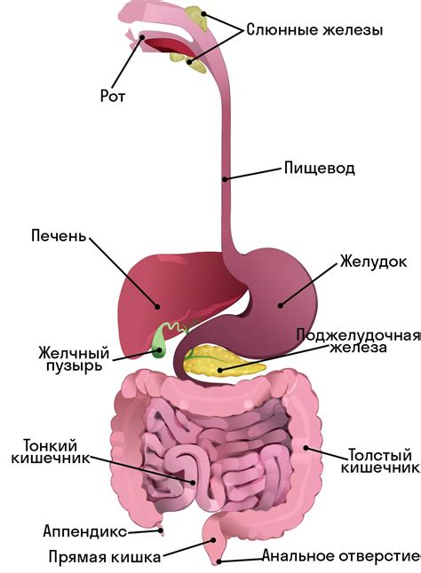 Как работает пищеварительная система сквозного типа: принципы и примеры