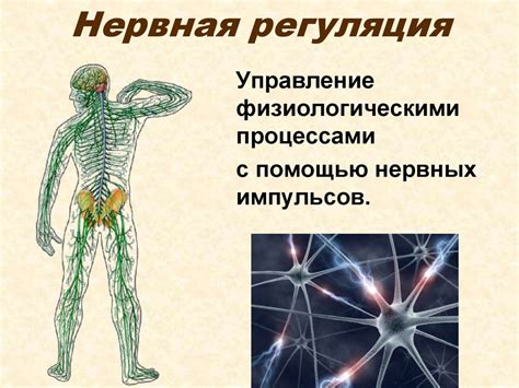 Как работает регуляция функций в организме