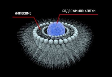 Как работают липосомы в организме