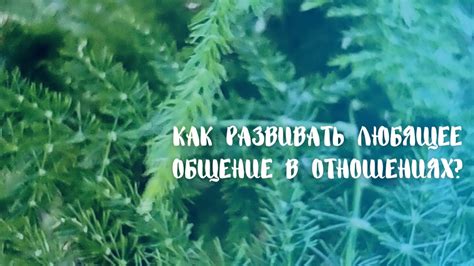 Как развивать покорность в отношениях