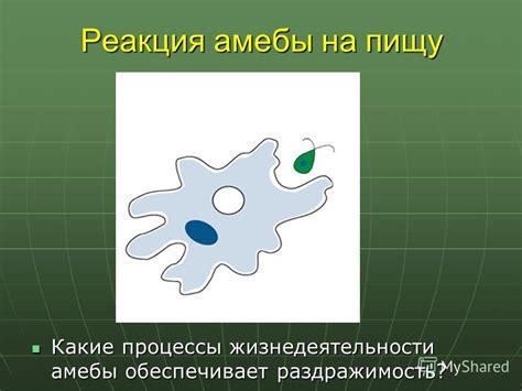 Как раздражимость влияет на процессы адаптации