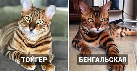 Как различить меченых кошек?