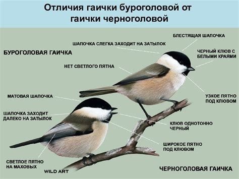 Как различить пение птиц: полезные советы для начинающих