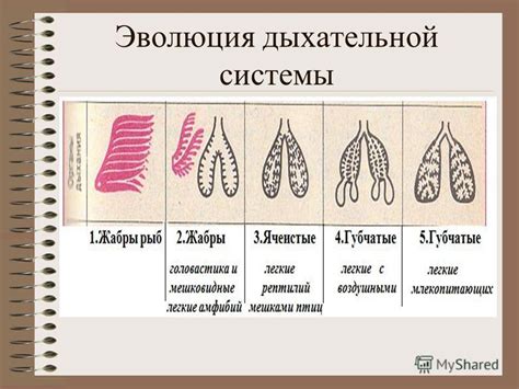 Как расшифровать значение снов о просвечивании органов дыхания у малышей