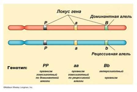 Как рецессивная аллель влияет на наследование?