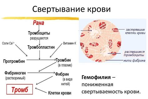 Как свертываемость крови влияет на организм