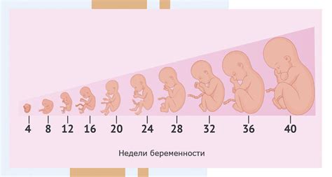 Как световая стимуляция влияет на развитие плода?