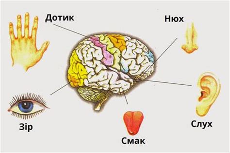 Как сенсорный орган работает