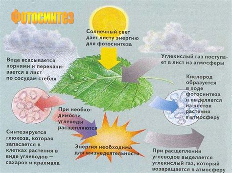 Как сетка небосклона влияет на растения и животных?