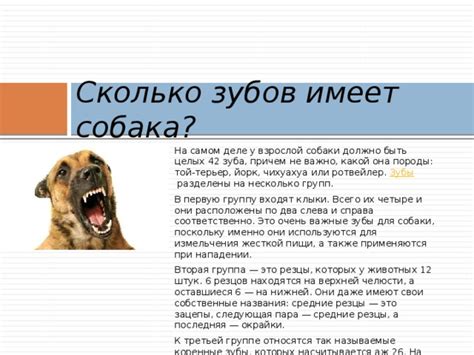 Как сновидения, где собака лишена зубов, отражают собственные недостатки и комплексы?