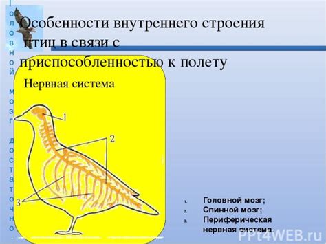 Как сновидения о птицах отражают наше внутреннее состояние