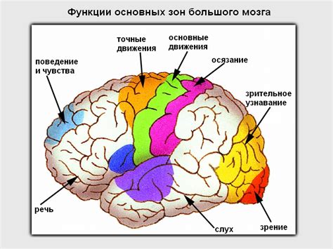 Как собирательные образы формируются в мозгу