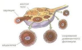 Как сохранить фолликулярный аппарат