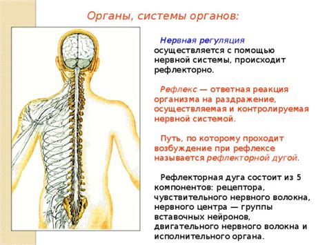 Как спинномозговой шутер связан с нервной системой?