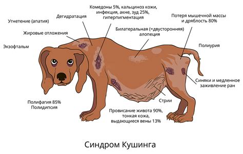 Как справиться с холкой у собаки: советы и рекомендации