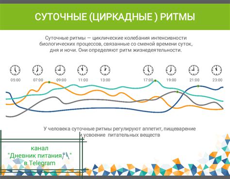 Как суточные ритмы влияют на концентрацию и продуктивность