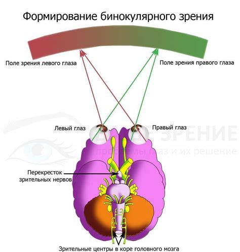 Как улучшить бинокулярное зрение у своего ребенка