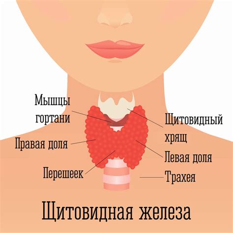 Как уменьшается щитовидная железа у подростков?