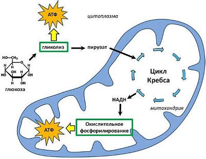 Как усилить аэрацию и повысить кислородный обмен