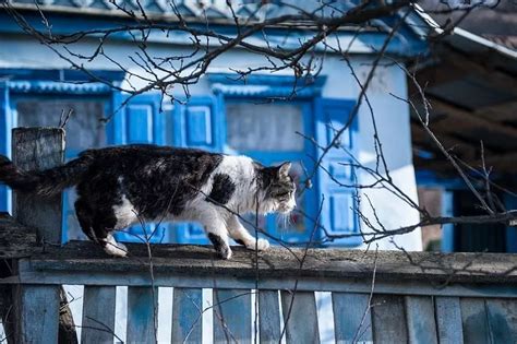 Как успокоиться, если кот ушел