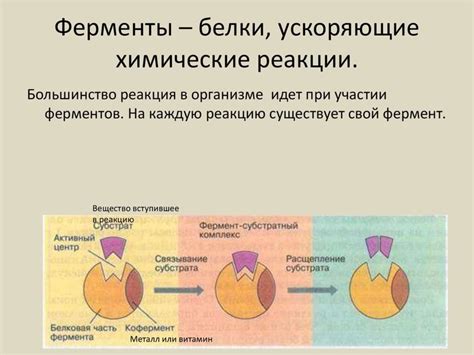 Как ферменты влияют на химические реакции