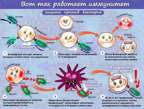 Как формируется иммунитет?