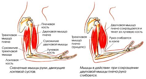 Как формируется и регулируется тонус мышц