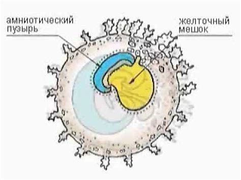 Как хорион достигает области внутреннего зева