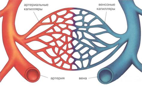 Капилляры: маленькие сосуды с большой ролью