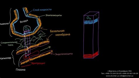 Капилляры и транспорт кислорода