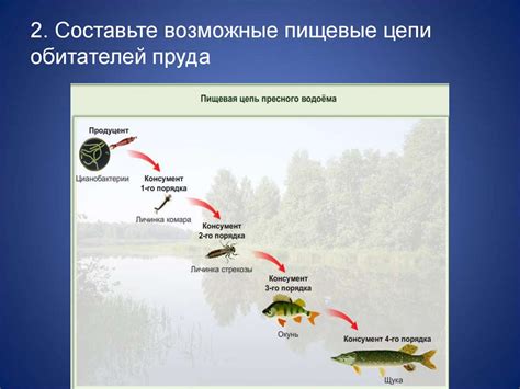 Карпы помогают поддерживать естественный баланс пищевых цепей