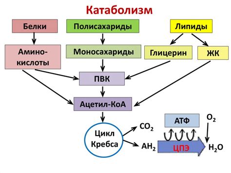 Катаболический метаболизм: основные этапы