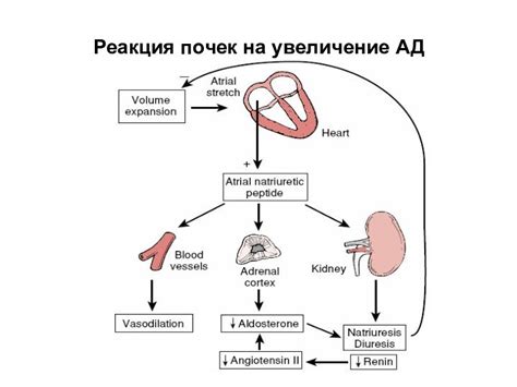 Катализирование почек: новая реакция организма