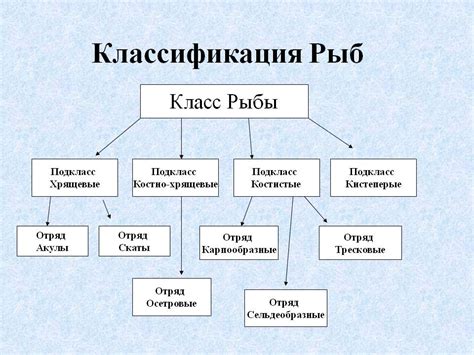 Категория n1g: понятие, классификация и значение