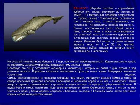 Кашалот: особенности и значение