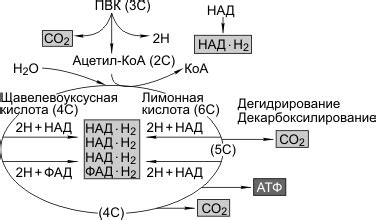 Кислородный обмен