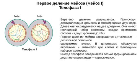 Кистозное содержимое: понятие и формирование