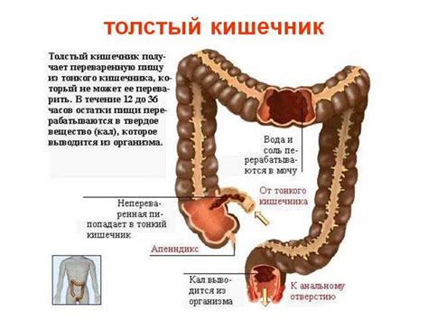 Кишечник: основные функции и структура