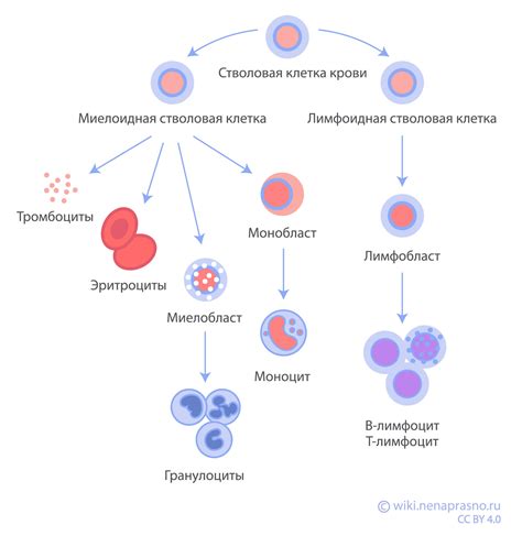 Классификация гермафродитов