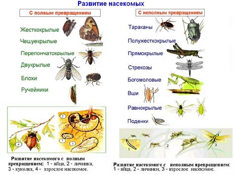 Классификация насекомых: особенности Саранчи