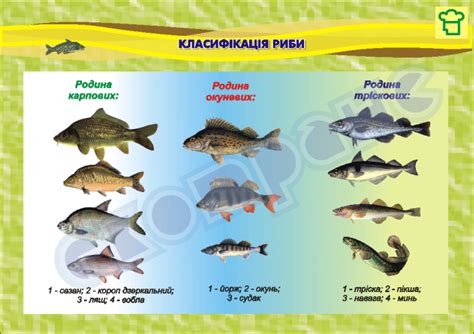 Классификация рыбы семейства Clupeidae