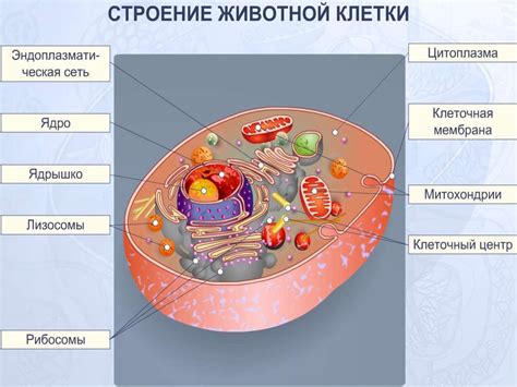 Клетка как символ особого состояния